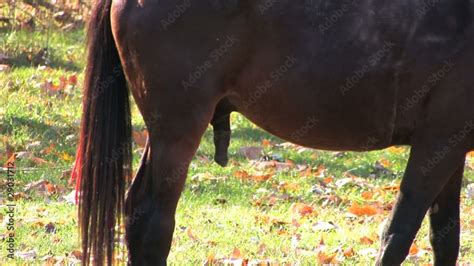 horsecock sucking|'horse cock sucking' Search .